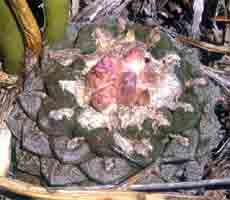 Ariocarpus fissuratus 'lloydii'