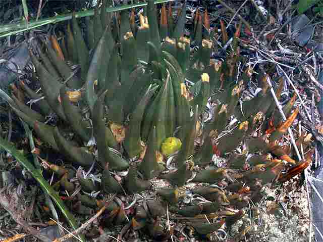 Ariocarpus trigonus elongatus