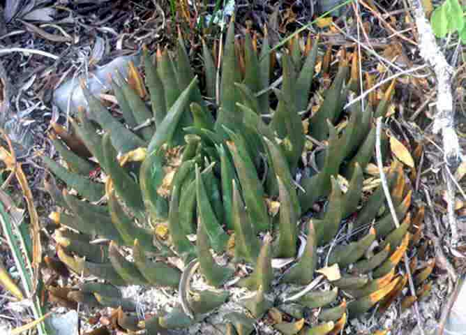 Ariocarpus trigonus elongatus
