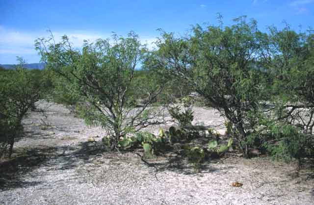 Ariocarpus kotschoubeyanus