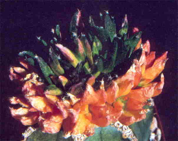 A. agavoides x A. kotschoubeyanus.
