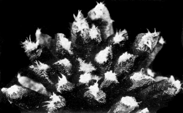  A. agavoides x A. kotschoubeyanus