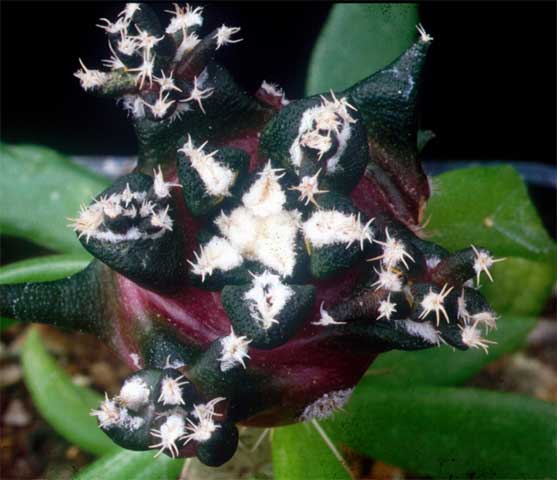 Ariocarpus kotschoubeyanus x A. agavoides