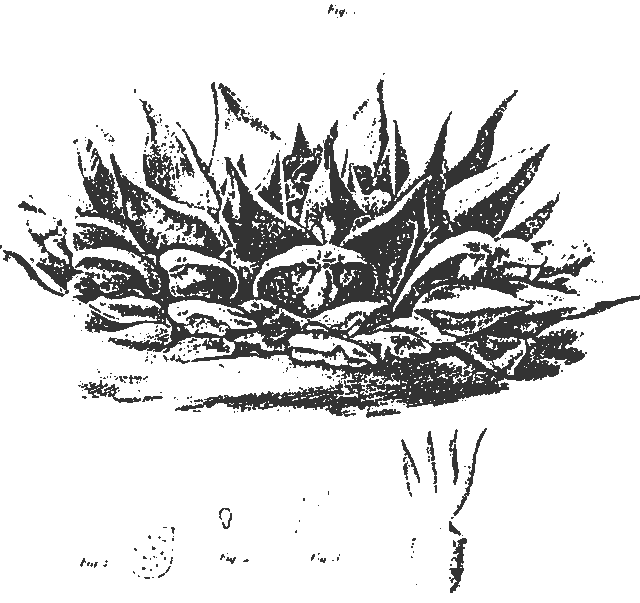 Ariocarpus reusus