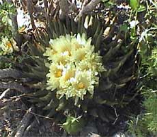 Ariocarpus trigonus