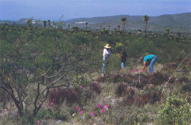 Ariocarpus bravoanus habitat