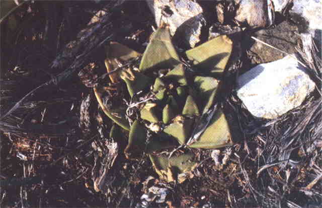 Ariocarpus sp. Aramberri