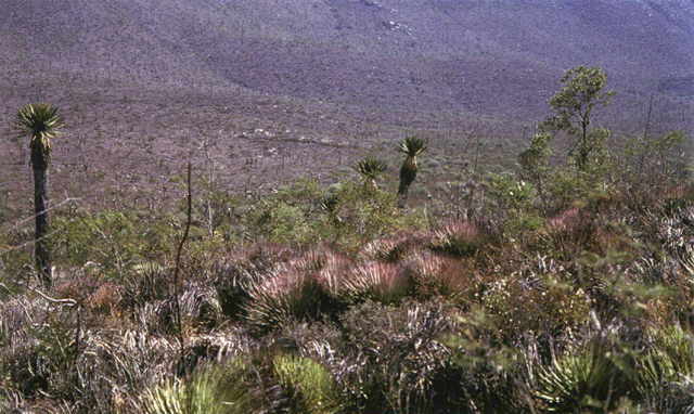 A. agavoides SLP habitat